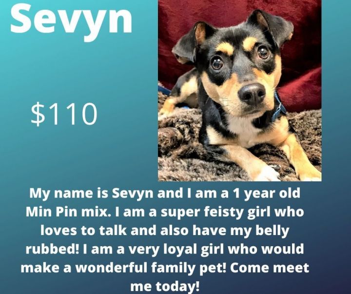 Dog For Adoption Sevyn A Miniature Pinscher Jack Russell