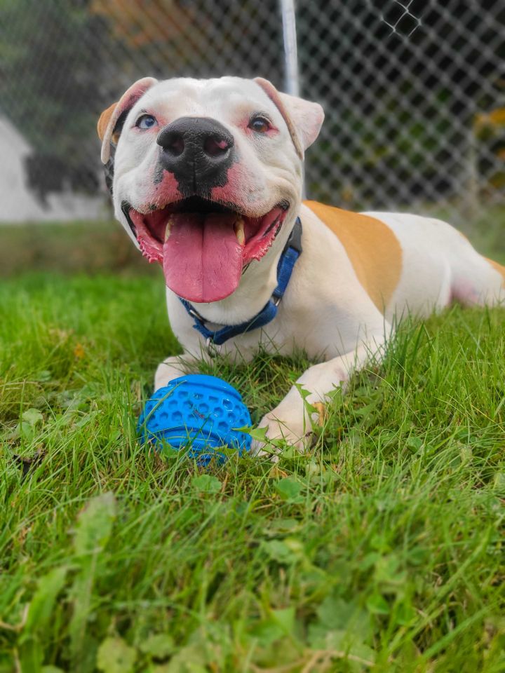 Bubba, an adoptable Pit Bull Terrier & American Bulldog Mix in Montrose, PA_image-1