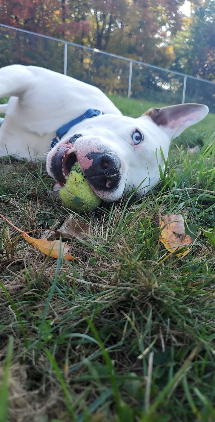 Bubba, an adoptable Pit Bull Terrier & American Bulldog Mix in Montrose, PA_image-3