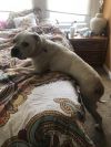 Rocco photo 3
