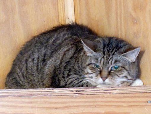 Cleopatra SPONSORED!, an adoptable Domestic Short Hair in Monterey, VA, 24465 | Photo Image 2