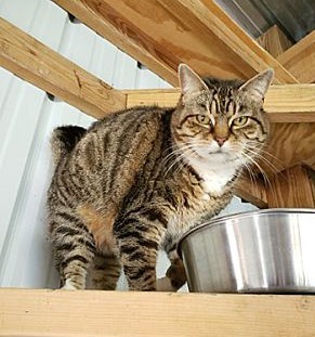 Cleopatra SPONSORED!, an adoptable Domestic Short Hair in Monterey, VA, 24465 | Photo Image 1