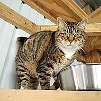 Cleopatra SPONSORED!, an adoptable Domestic Short Hair in Monterey, VA, 24465 | Photo Image 4