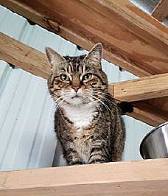 Cleopatra SPONSORED!, an adoptable Domestic Short Hair in Monterey, VA, 24465 | Photo Image 5