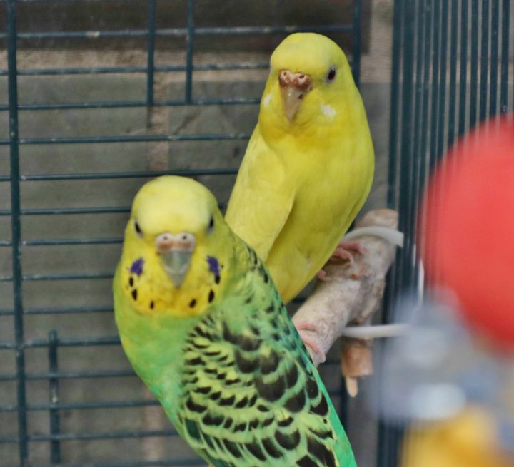 MISSING, an adopted Parakeet (Other) in Forked River, NJ_image-1