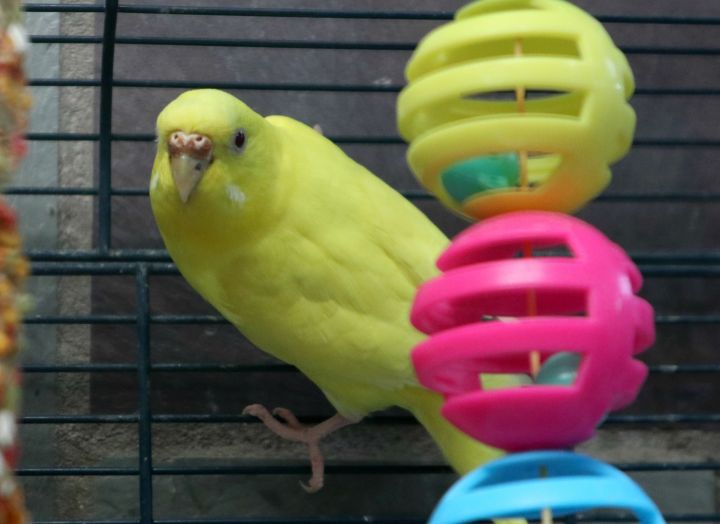 MISSING, an adopted Parakeet (Other) in Forked River, NJ_image-2