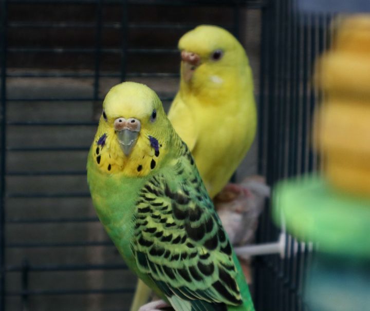 MISSING, an adopted Parakeet (Other) in Forked River, NJ_image-4