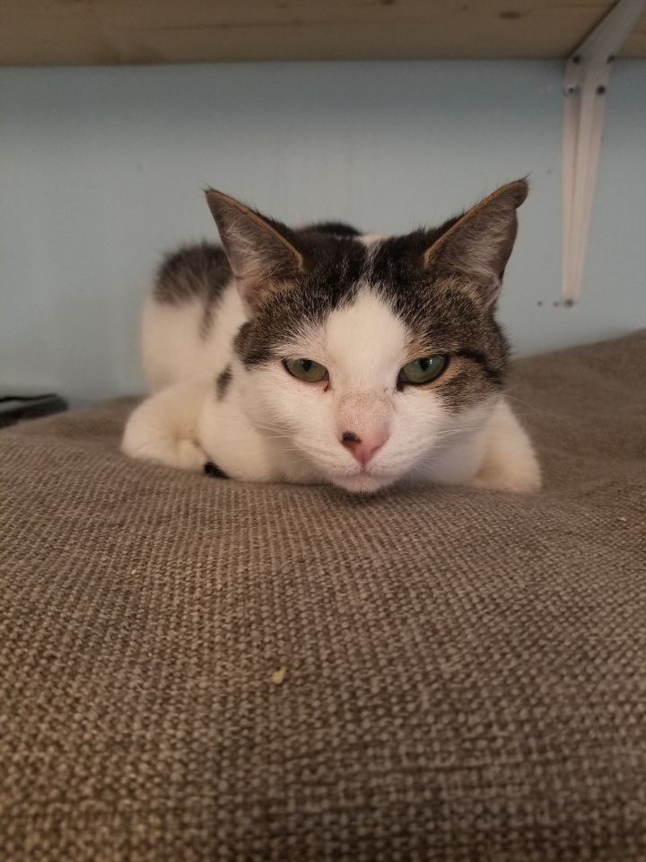 Cat for adoption Quincy, a Domestic Short Hair in Anderson, IN