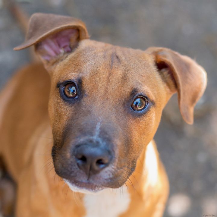 pozie: Black Mouth Cur And Hound Mix