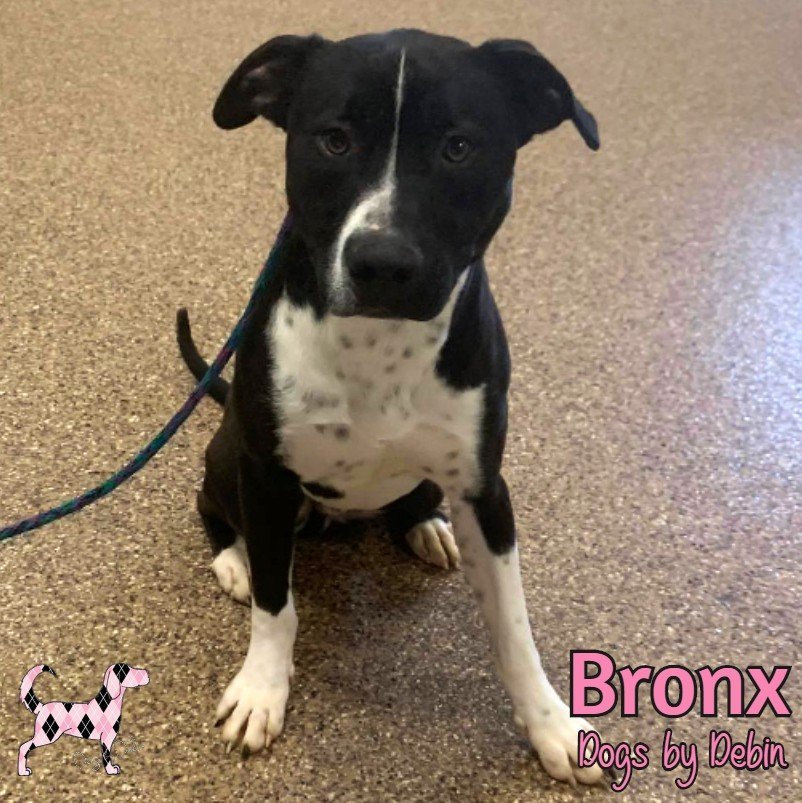 Bronx, an adoptable Staffordshire Bull Terrier in Kansas City, MO, 64153 | Photo Image 2