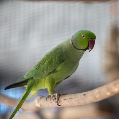 Parrot for adoption - Johnny, a Ringneck / Psittacula in Kanab, UT ...