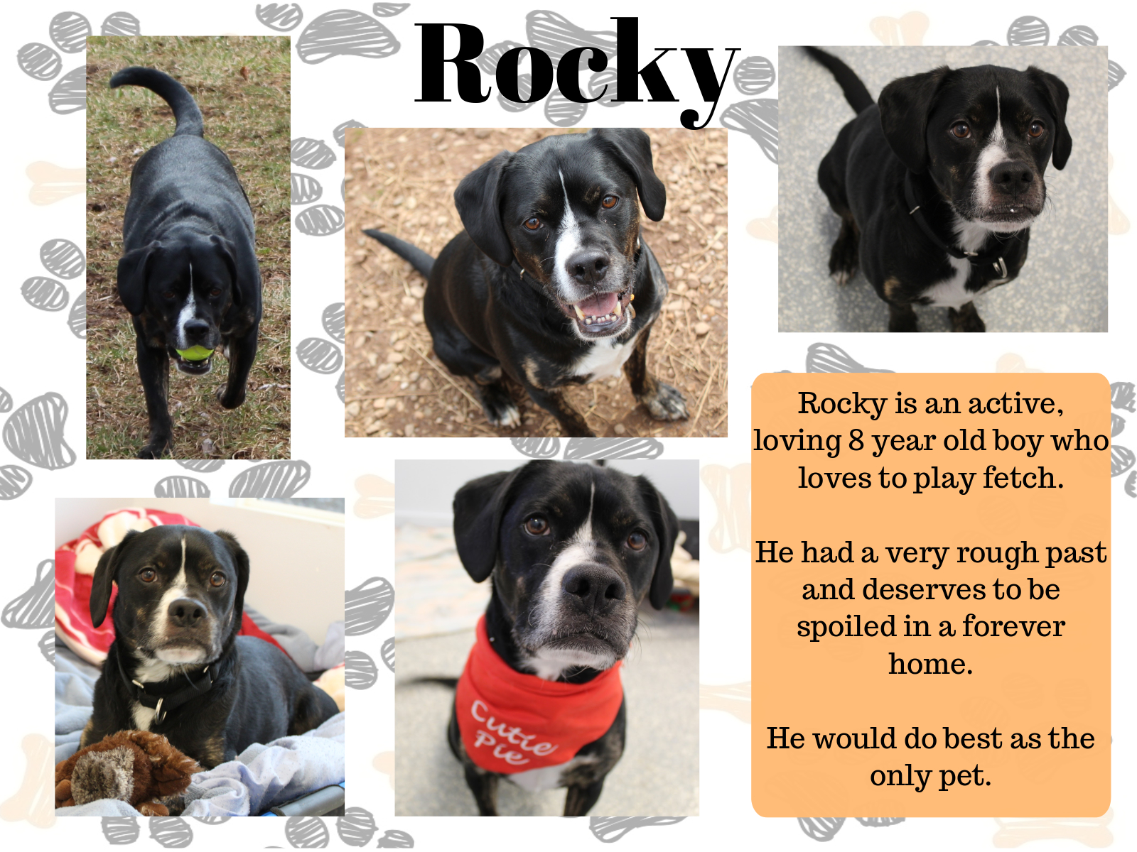 Rocky, an adoptable Coonhound, Boxer in North Haven, CT, 06473 | Photo Image 2