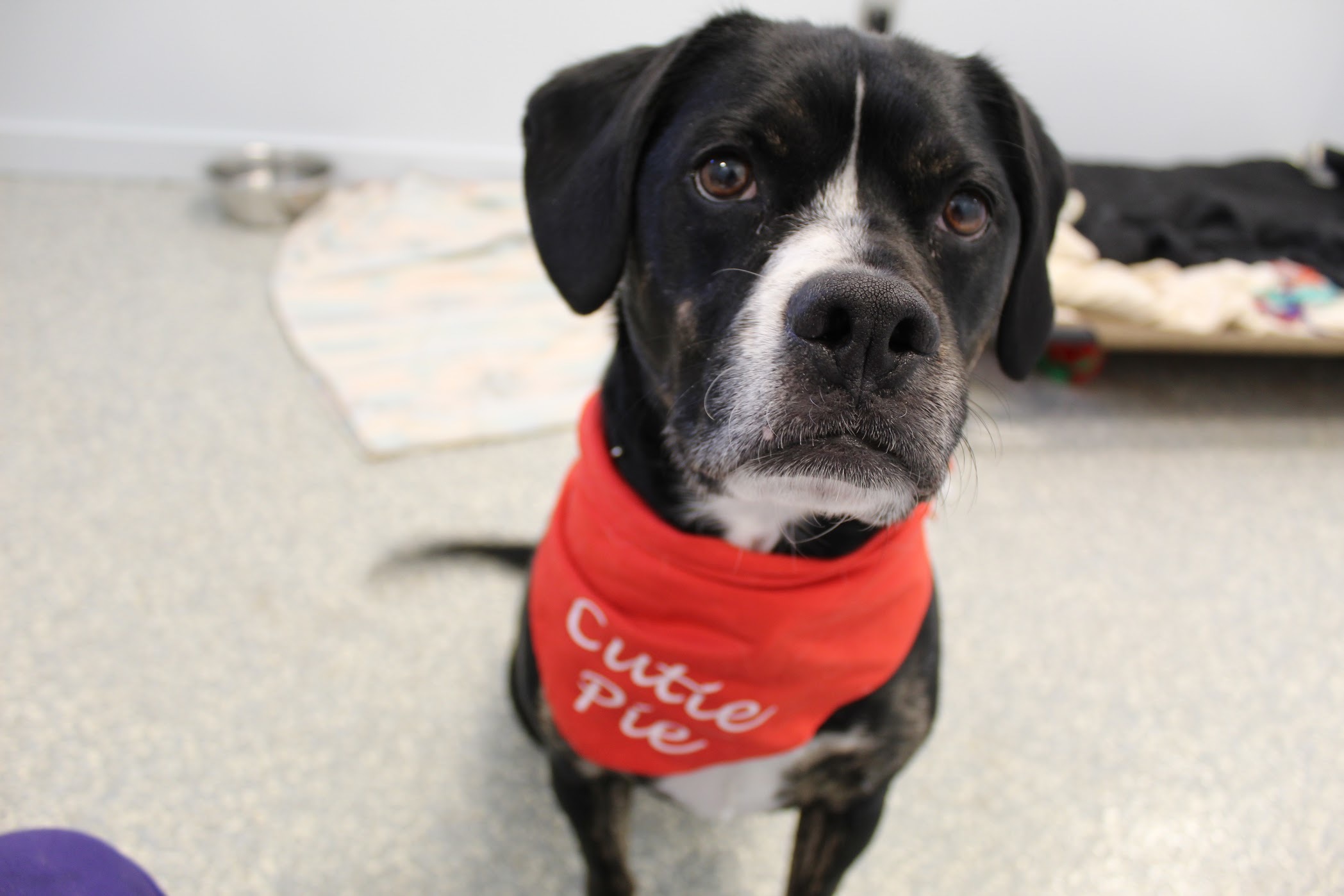 Rocky, an adoptable Coonhound, Boxer in North Haven, CT, 06473 | Photo Image 3
