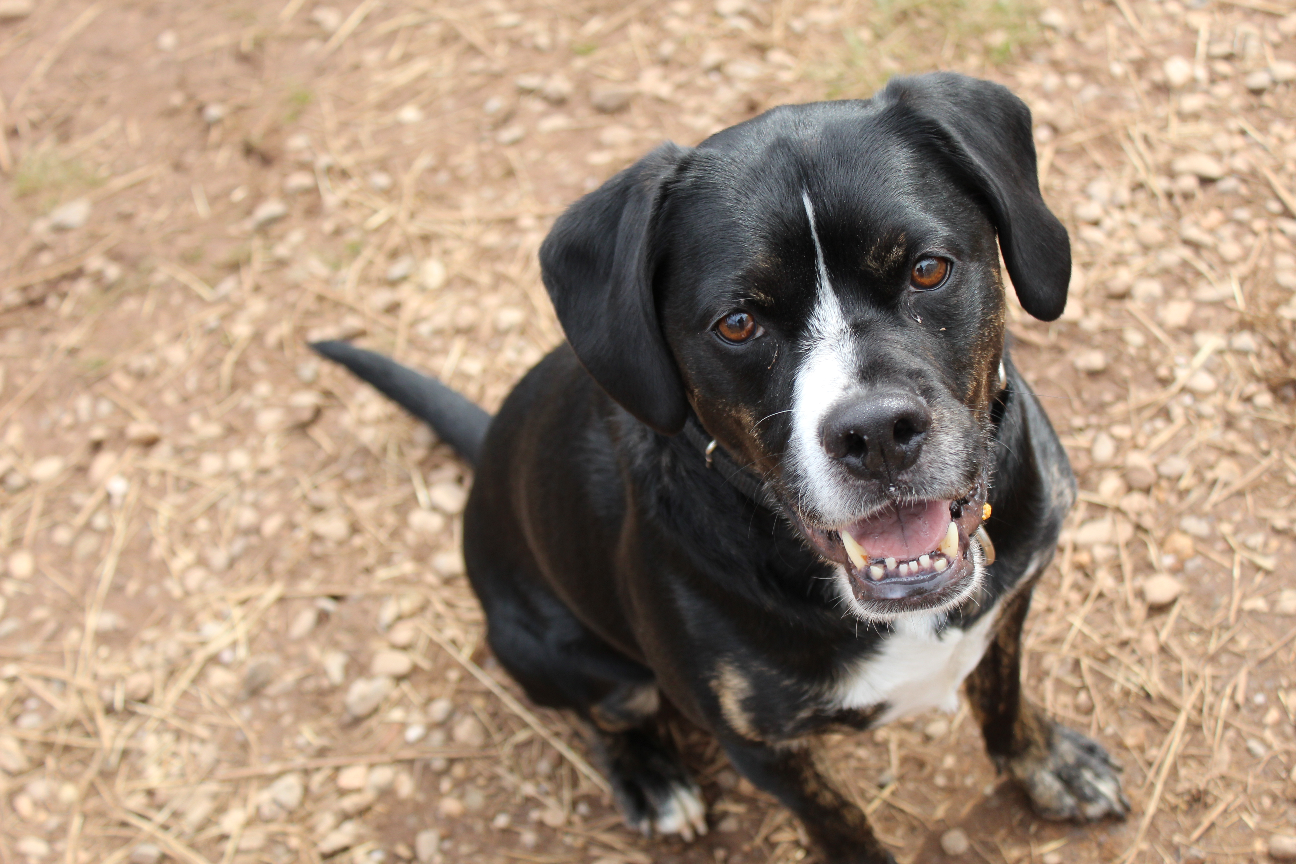 Rocky, an adoptable Coonhound, Boxer in North Haven, CT, 06473 | Photo Image 1