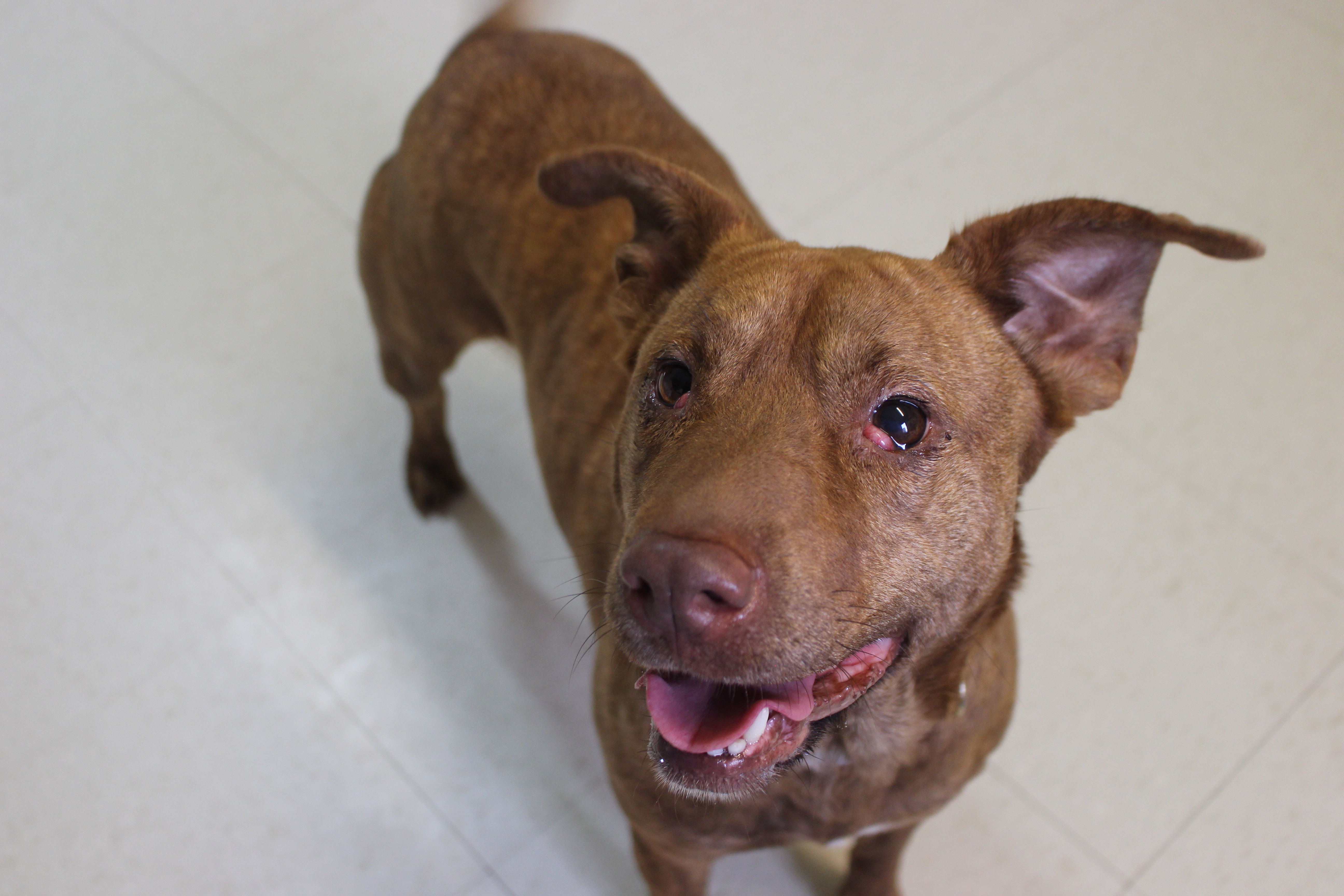 Cherry - Special Needs -Foster Care, an adoptable Shar-Pei, Pit Bull Terrier in West Jefferson, OH, 43162 | Photo Image 5