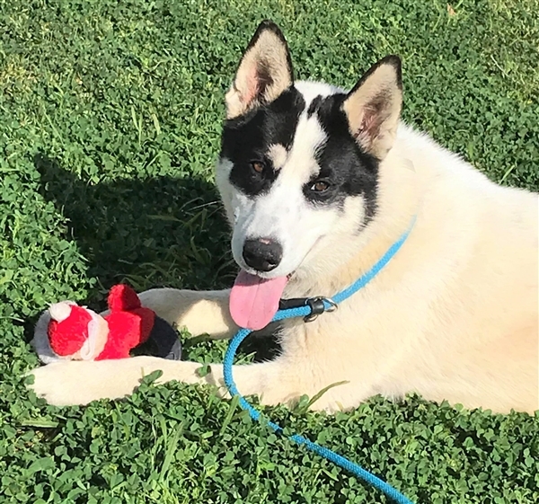 Dog For Adoption Hs237090 Lone Ranger A Border Collie