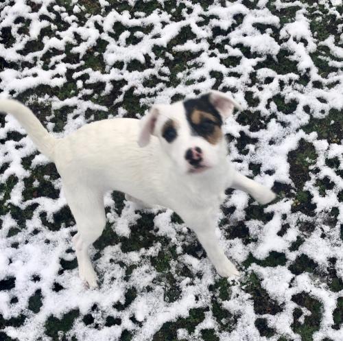 Dog For Adoption Uno A Jack Russell Terrier In Columbia Tn