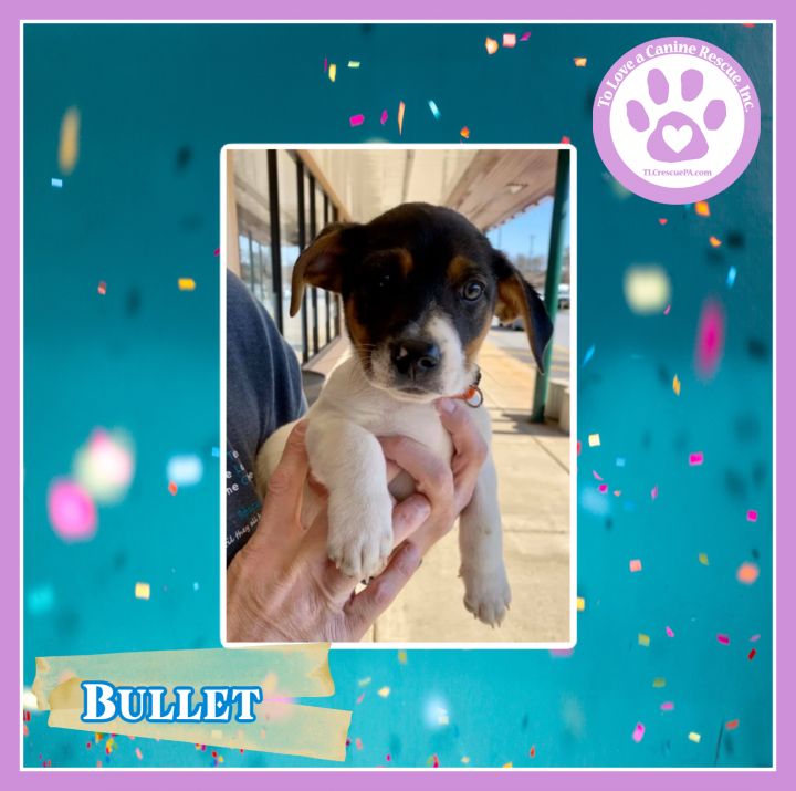 Dog For Adoption Bullet An Australian Cattle Dog Blue Heeler