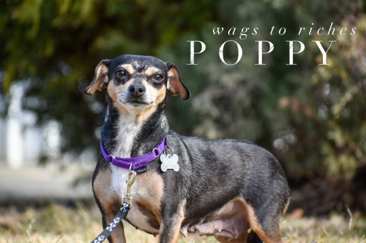 Poppy, an adopted Chihuahua & Dachshund Mix in Union Gap, WA_image-2