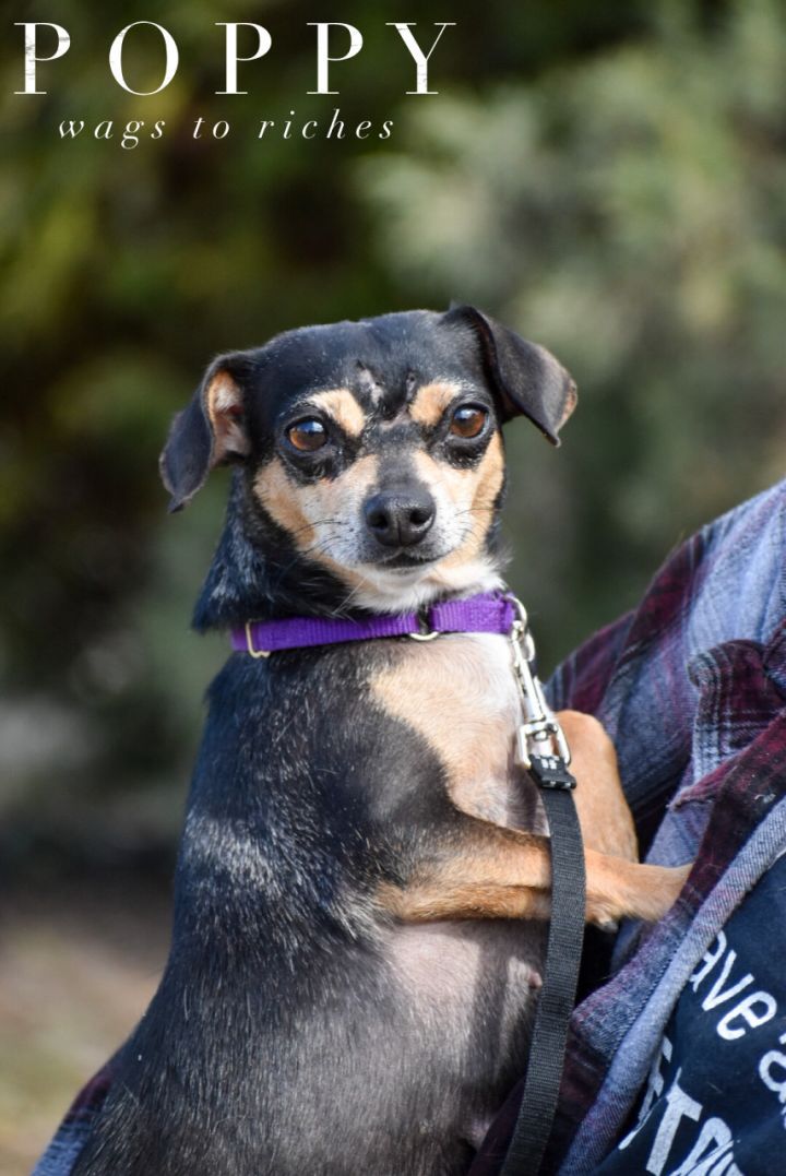 Poppy, an adopted Chihuahua & Dachshund Mix in Union Gap, WA_image-5