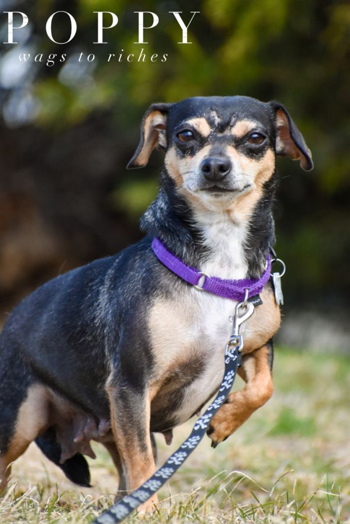 Poppy, an adopted Chihuahua & Dachshund Mix in Union Gap, WA_image-1