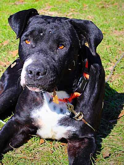 Spenser, an adoptable Pit Bull Terrier in Troy, AL, 36081 | Photo Image 1