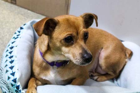 Dog For Adoption Valentine A Jack Russell Terrier Mix In Kansas