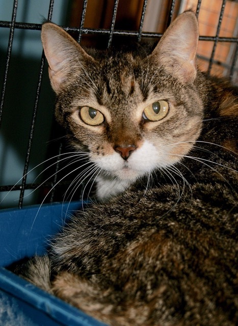 Sophie, an adoptable Domestic Short Hair in Englewood, FL, 34223 | Photo Image 1