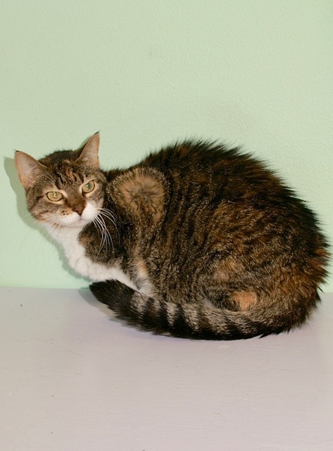 Sophie, an adoptable Domestic Short Hair in Englewood, FL, 34223 | Photo Image 4