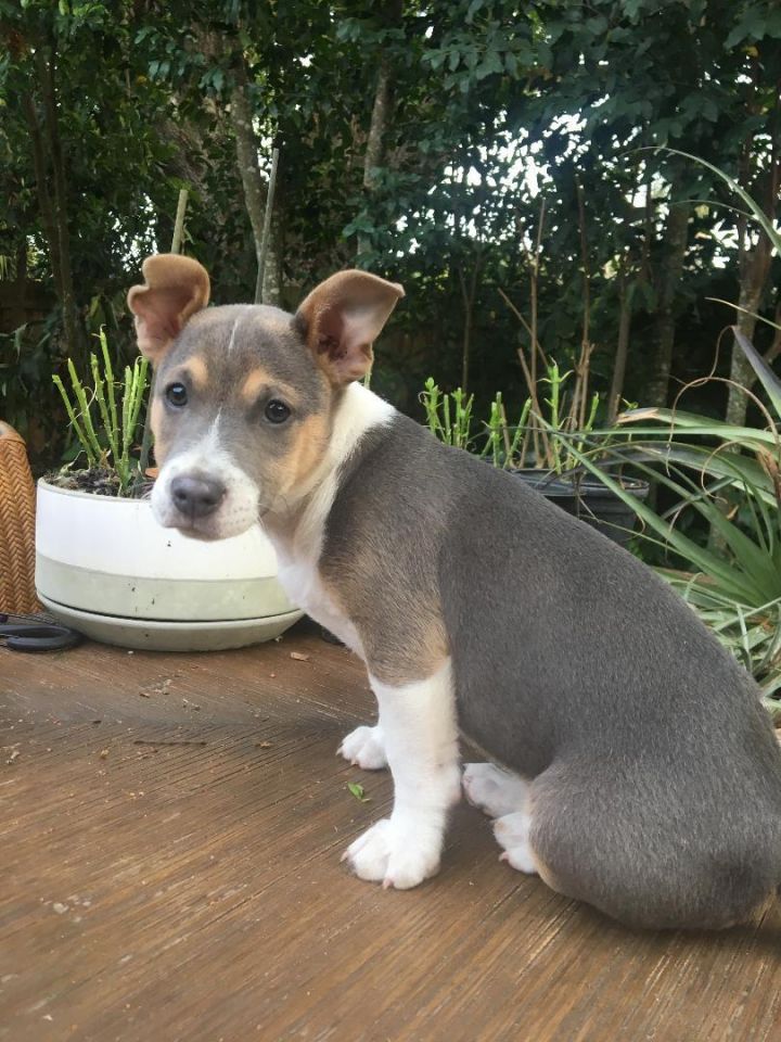 Dog For Adoption Lobo A Jack Russell Terrier Chihuahua Mix In