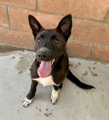 Pet Adoption - Santa Barbara Humane Society