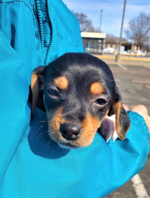 Dog For Adoption Schwartz A Rat Terrier Jack Russell Terrier