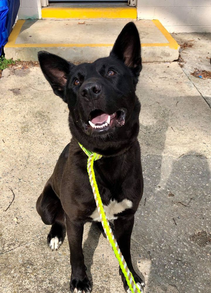 Dog For Adoption Levi A German Shepherd Dog Mix In Mocksville