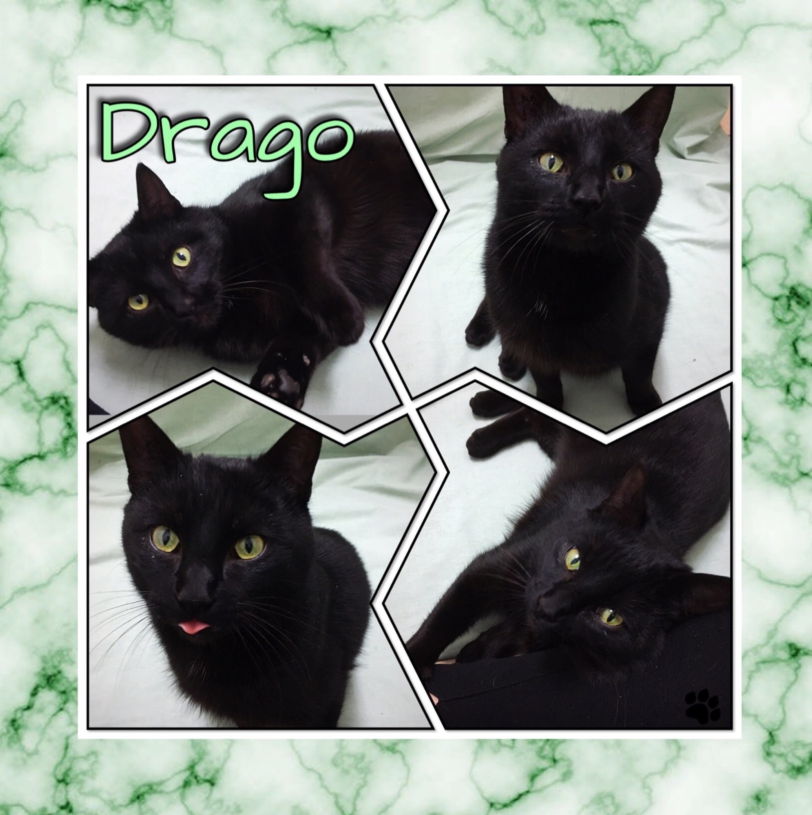 Drago, an adoptable Domestic Short Hair in Beloeil, QC, J3G 4K6 | Photo Image 1