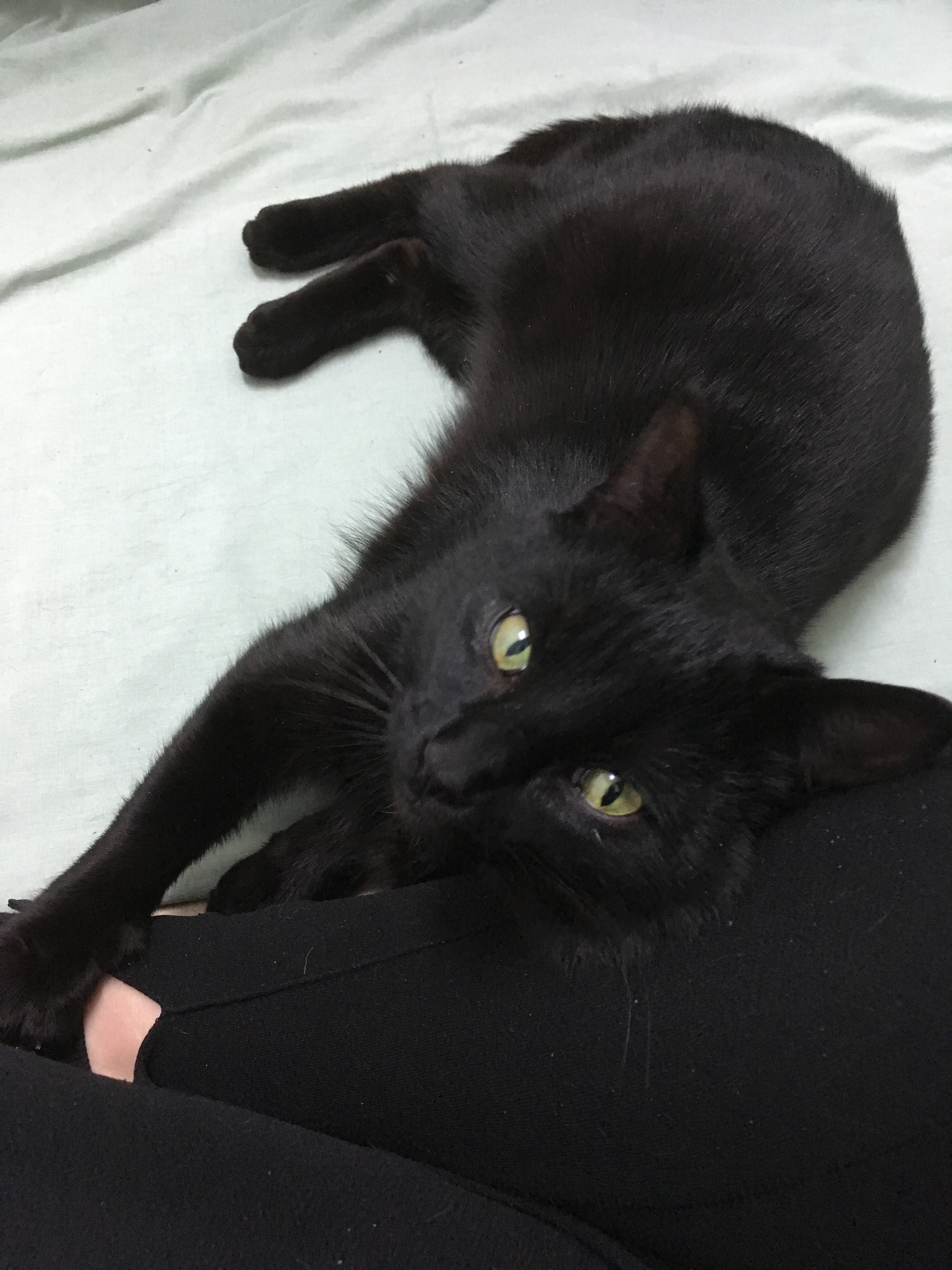 Drago, an adoptable Domestic Short Hair in Beloeil, QC, J3G 4K6 | Photo Image 2