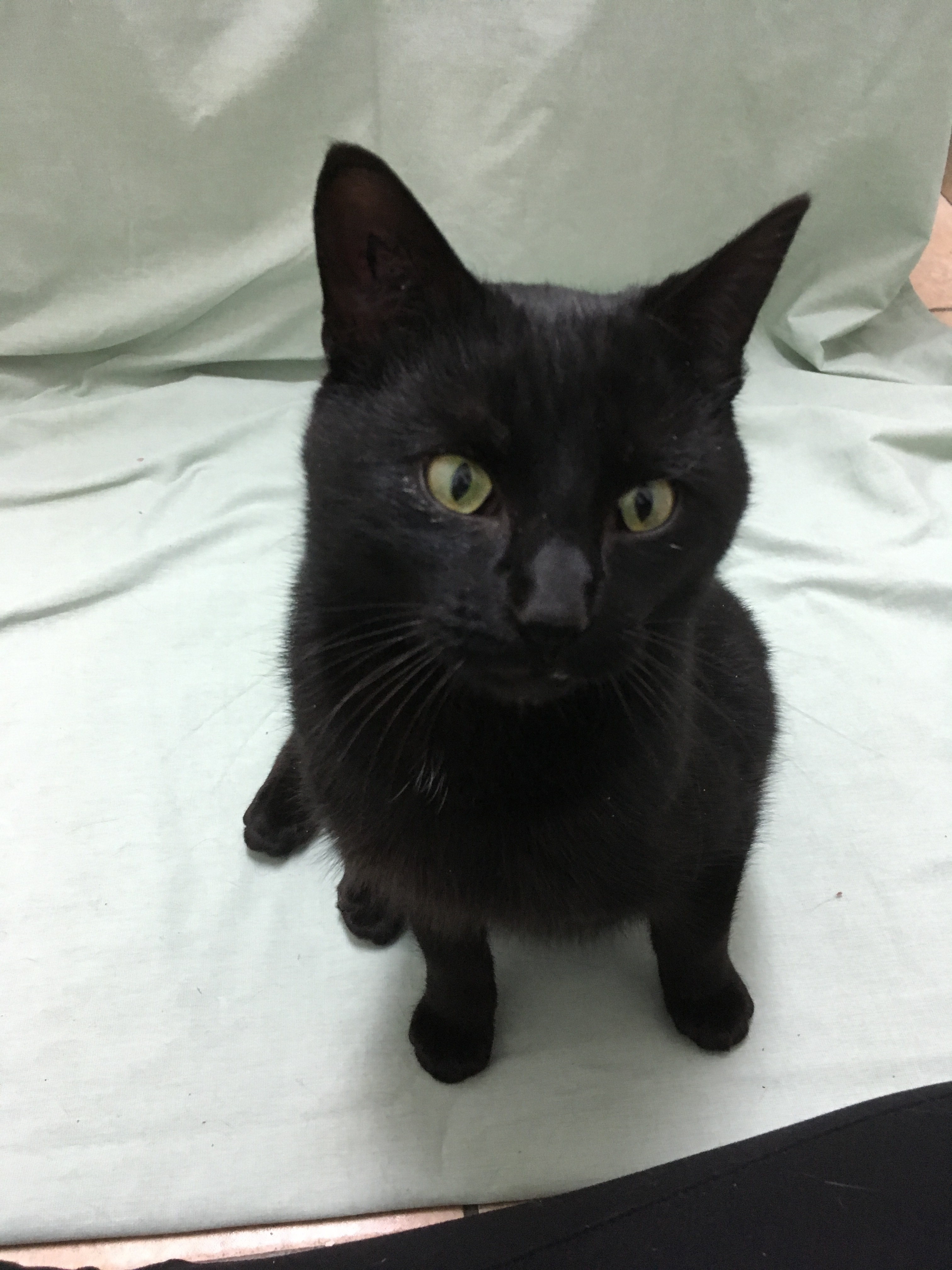 Drago, an adoptable Domestic Short Hair in Beloeil, QC, J3G 4K6 | Photo Image 3