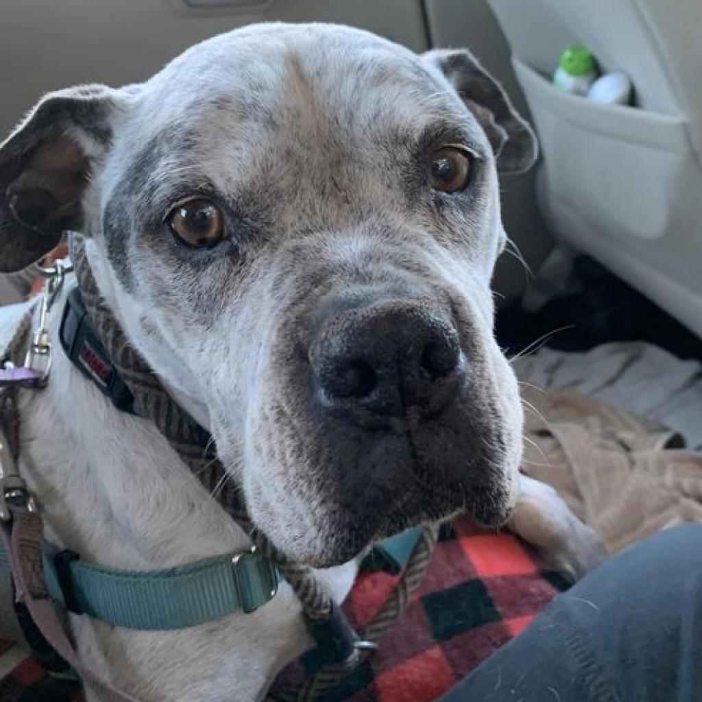 Patty, an adoptable Pit Bull Terrier, English Bulldog in Kanab, UT, 84741 | Photo Image 2