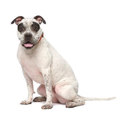 Patty, an adoptable Pit Bull Terrier, English Bulldog in Kanab, UT, 84741 | Photo Image 3