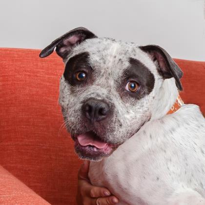 Patty, an adoptable Pit Bull Terrier, English Bulldog in Kanab, UT, 84741 | Photo Image 3