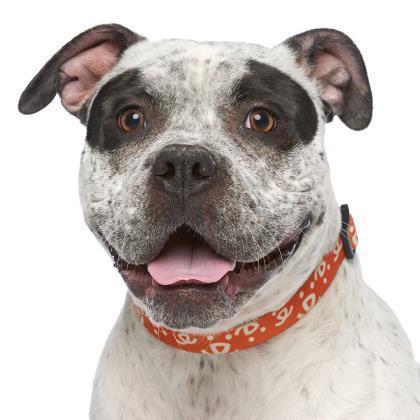 Patty, an adoptable Pit Bull Terrier, English Bulldog in Kanab, UT, 84741 | Photo Image 4