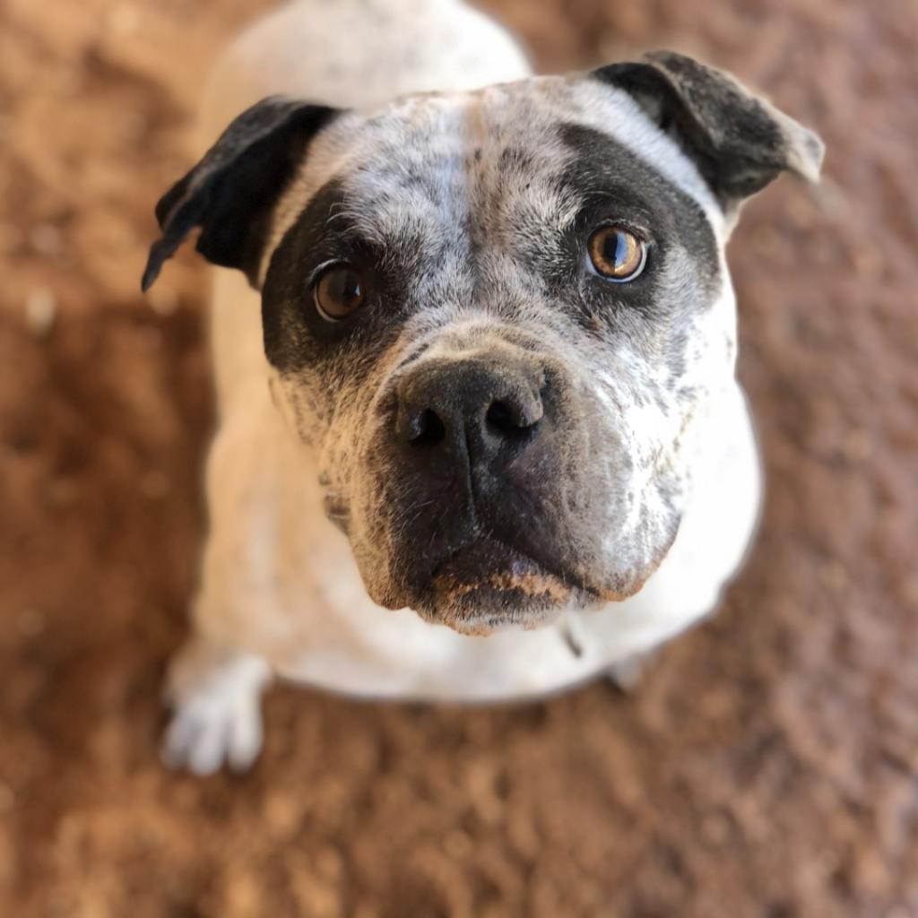 Patty, an adoptable Pit Bull Terrier, English Bulldog in Kanab, UT, 84741 | Photo Image 4