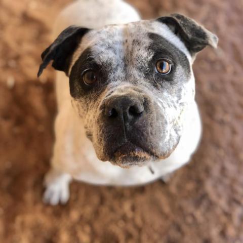 Patty, an adoptable Pit Bull Terrier, English Bulldog in Kanab, UT, 84741 | Photo Image 5