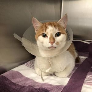Wilson, Adult Male Domestic Short Hair