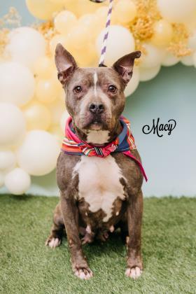 Macy, an adoptable Pit Bull Terrier, Mixed Breed in Philadelphia, PA, 19140 | Photo Image 1