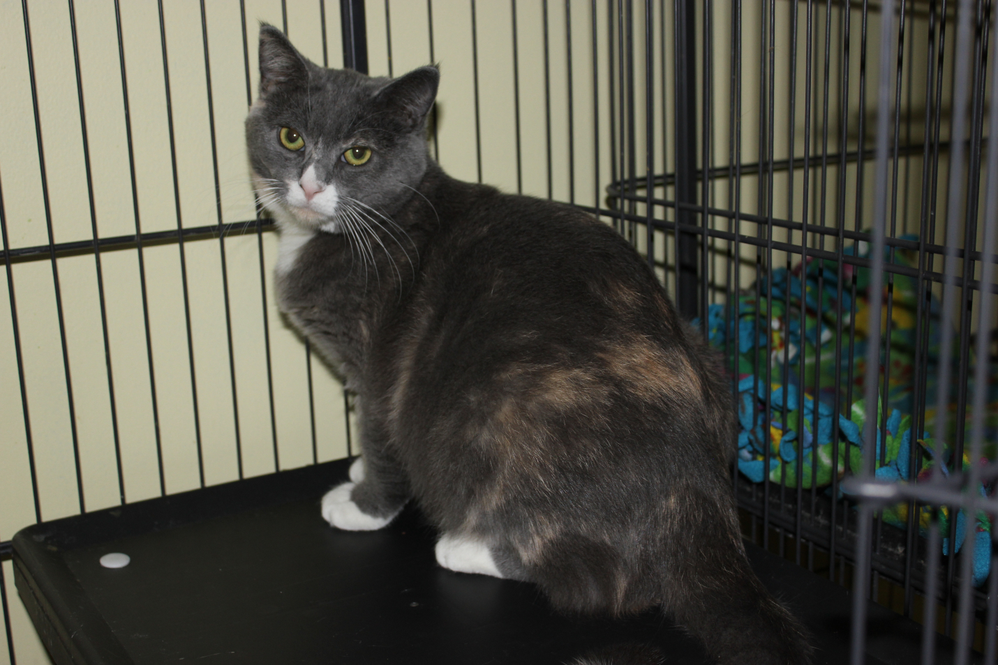 Rin, an adoptable Calico in New Richmond, WI, 54017 | Photo Image 2