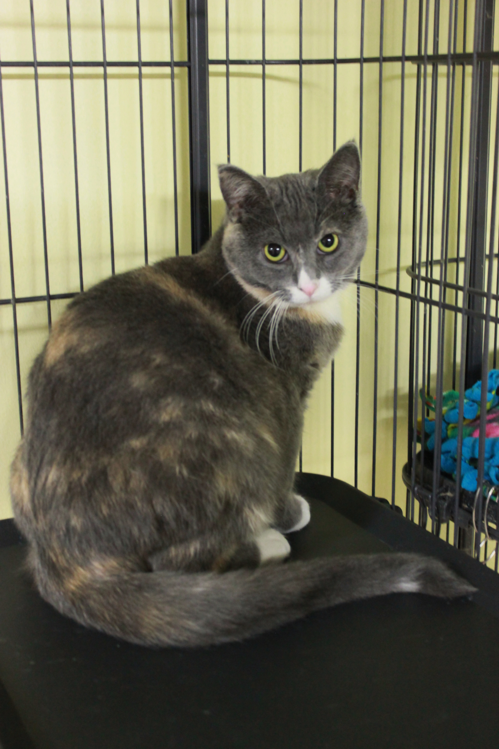 Rin, an adoptable Calico in New Richmond, WI, 54017 | Photo Image 1