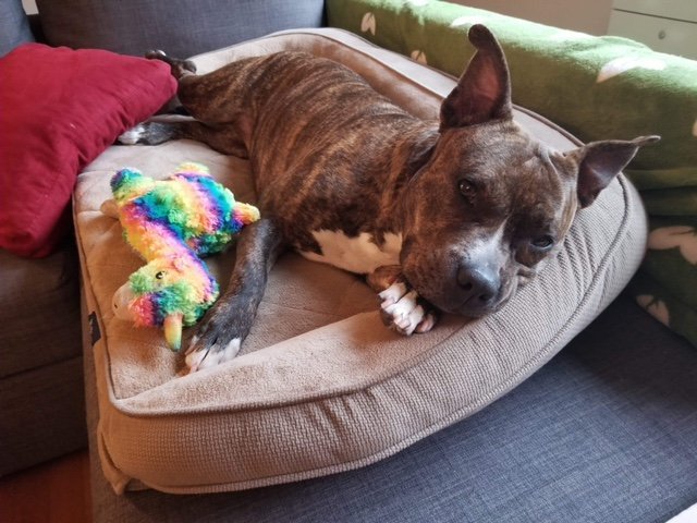 Cooli, an adoptable Pit Bull Terrier, Boxer in Rockville, MD, 20853 | Photo Image 1