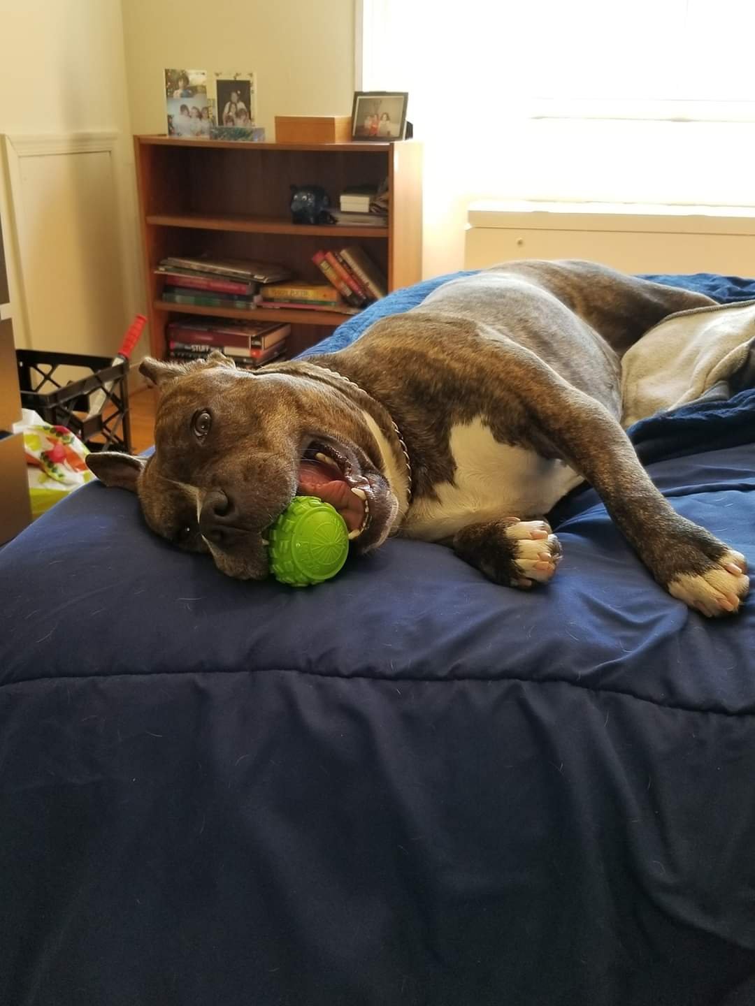 Cooli, an adoptable Pit Bull Terrier, Boxer in Rockville, MD, 20853 | Photo Image 3