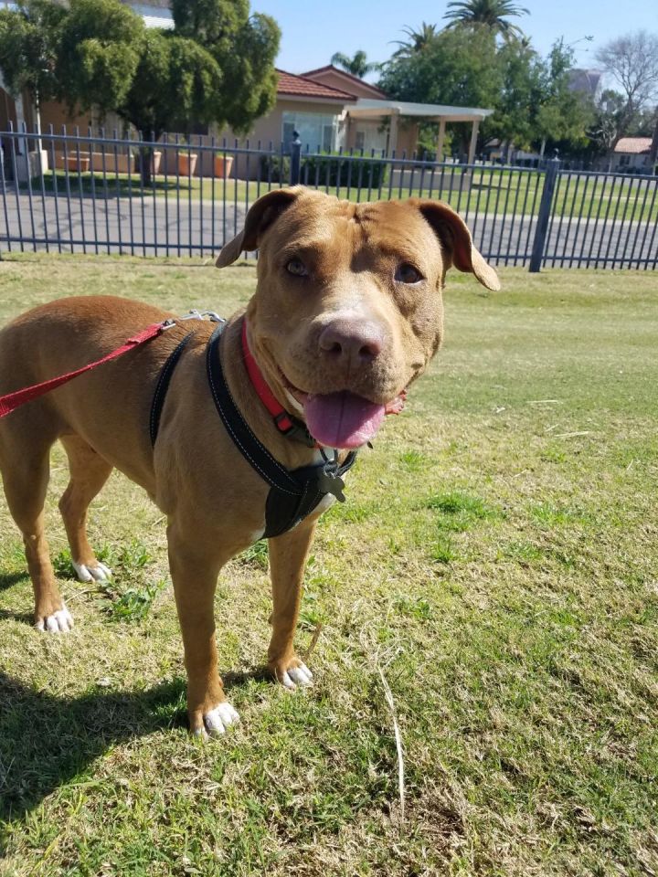 Shine, an adoptable Pit Bull Terrier & Terrier Mix in Phoenix, AZ_image-5