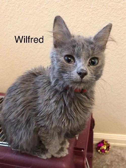 Cat For Adoption Wilfred A Domestic Medium Hair In Colorado